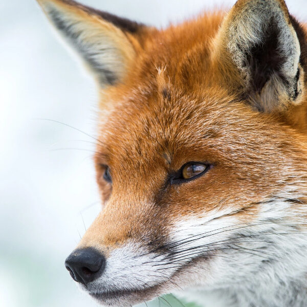 Close-up of a red fox looking alert with its ears perked up against a blurred snowy background.