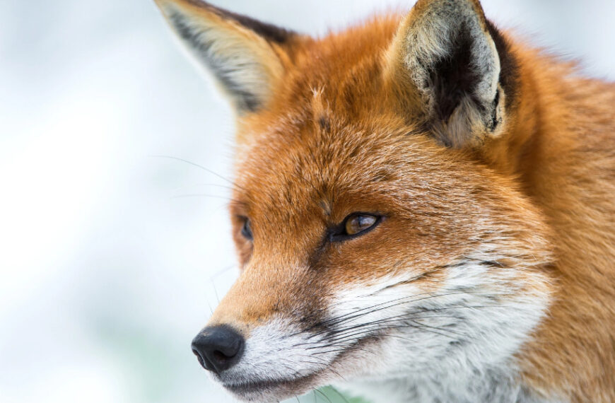 Close-up of a red fox looking alert with its ears perked up against a blurred snowy background.