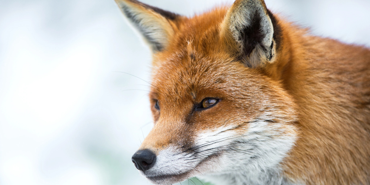 Close-up of a red fox looking alert with its ears perked up against a blurred snowy background.